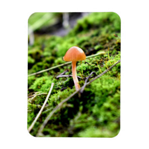 Mosses und Lichens mit winzigen Mushroom Magnet