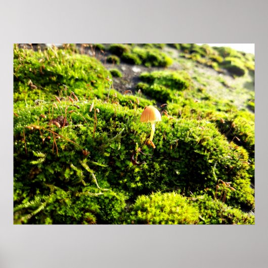 Mosses und Lichens mit winzigen Mushroom Poster (Vorne)