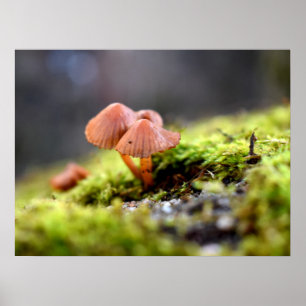 Mosses und Lichens mit winzigen Mushroom Poster