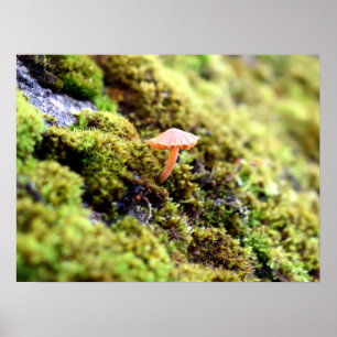 Mosses und Lichens mit winzigen Mushroom Poster