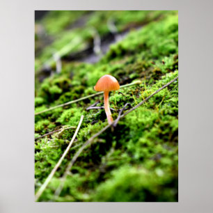 Mosses und Lichens mit winzigen Mushroom Poster