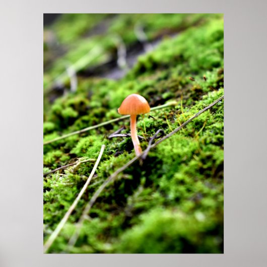 Mosses und Lichens mit winzigen Mushroom Poster (Vorne)