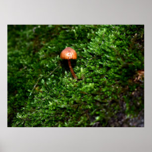 Mosses und Lichens mit winzigen Mushroom Poster