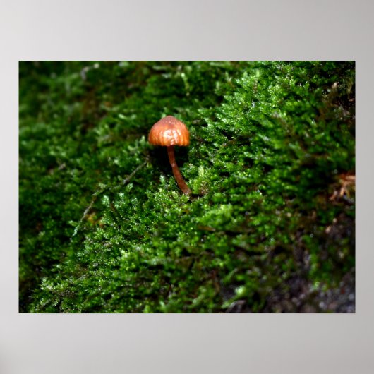 Mosses und Lichens mit winzigen Mushroom Poster (Vorne)