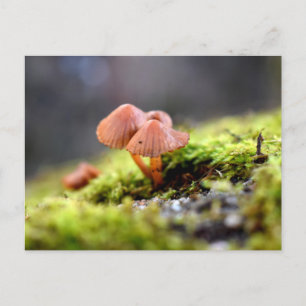 Mosses und Lichens mit winzigen Mushroom Postkarte