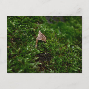 Mosses und Lichens mit winzigen Mushroom Postkarte