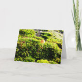 Mosses und Lichens mit winzigen Pilzen Karte (Vorderseite)
