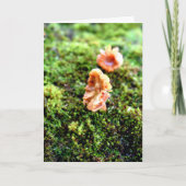 Mosses und Lichens mit winzigen Pilzen Karte (Vorderseite)