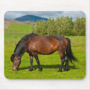 Mossfellsbaer Isländisches Pferd Mousepad