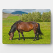 Mossfellsbaer Islandpferd Fotoplatte (Vorderseite)