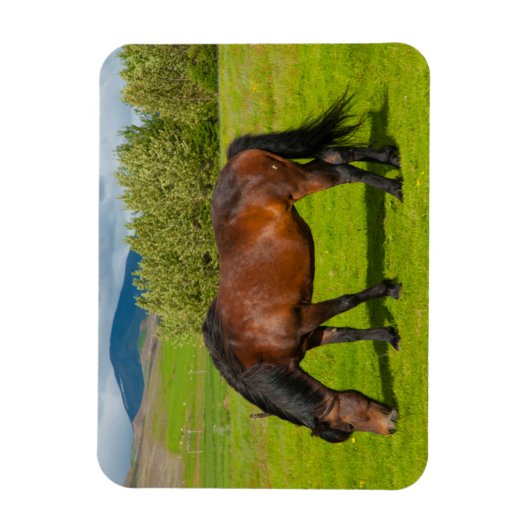 Mossfellsbaer Islandpferd Magnet (Vertikal)