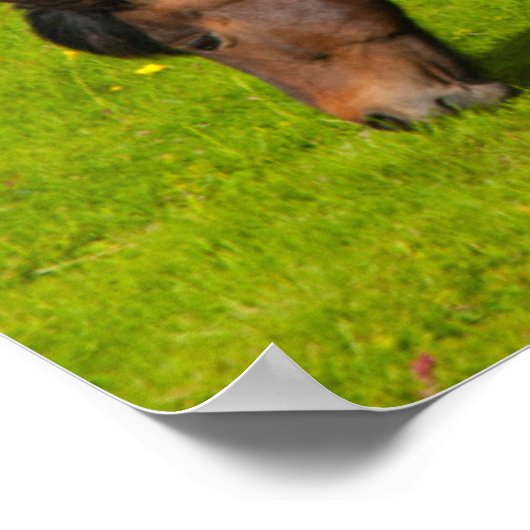 Mossfellsbaer Islandpferd Poster (Ecke)