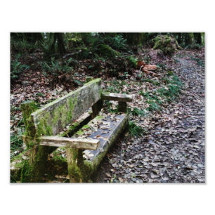 Mossy Bench Naturlehrpfade im Olympischen National Fotodruck