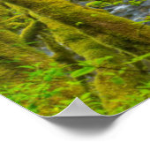Mossy Felsen und Bäume, der Adlerkrebs Poster (Ecke)