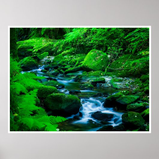 Mossy Forest Stream in Killarney National Park Poster (Vorne)