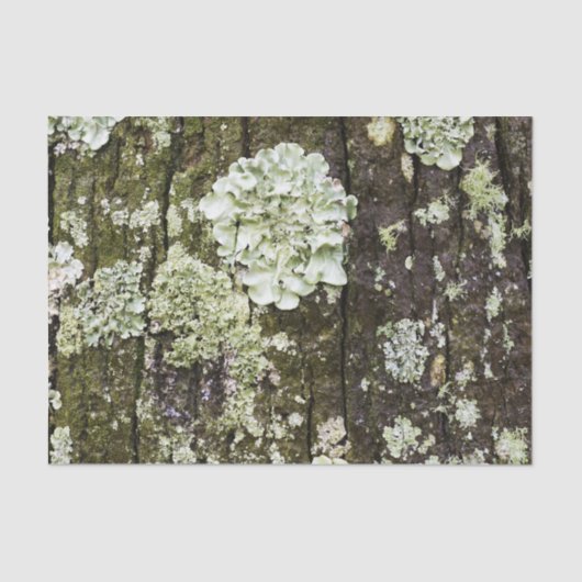 Mossy Oak Trunk Seidenpapier (Vorderseite)