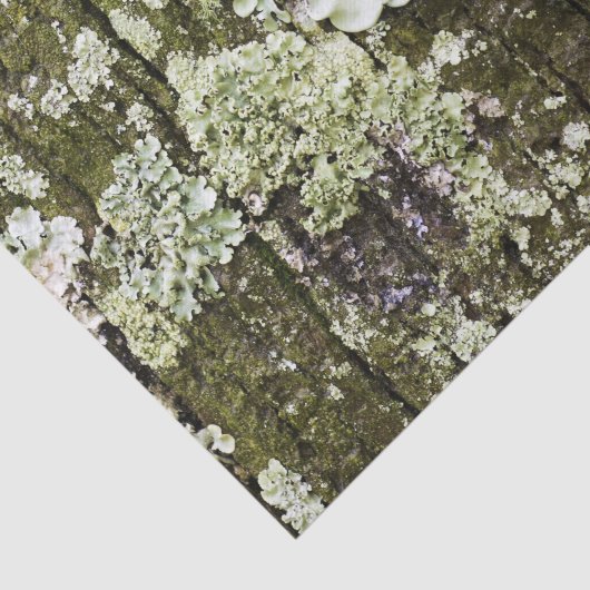 Mossy Oak Trunk Seidenpapier (Ausschnitt)