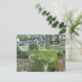 Mossy Rocks auf Bank Postkarte (Stehend Vorderseite)