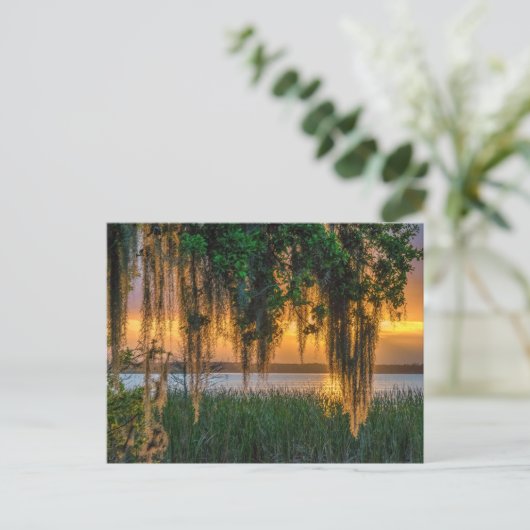 Mossy Sunrise Postkarte (Stehend Vorderseite)