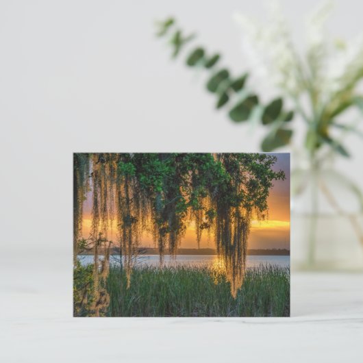 Mossy Sunrise Postkarte (Stehend Vorderseite)