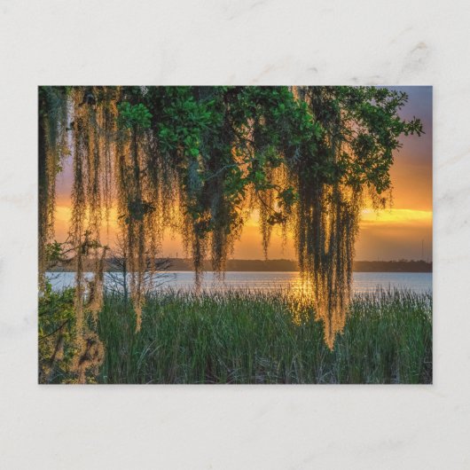 Mossy Sunrise Postkarte (Vorderseite)
