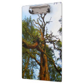 Mossy Tree Clipboard Klemmbrett (Links)