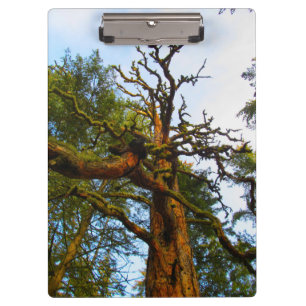 Mossy Tree Clipboard Klemmbrett
