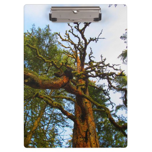 Mossy Tree Clipboard Klemmbrett (Vorderseite)