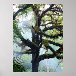 Mossy Tree im Nebel Poster