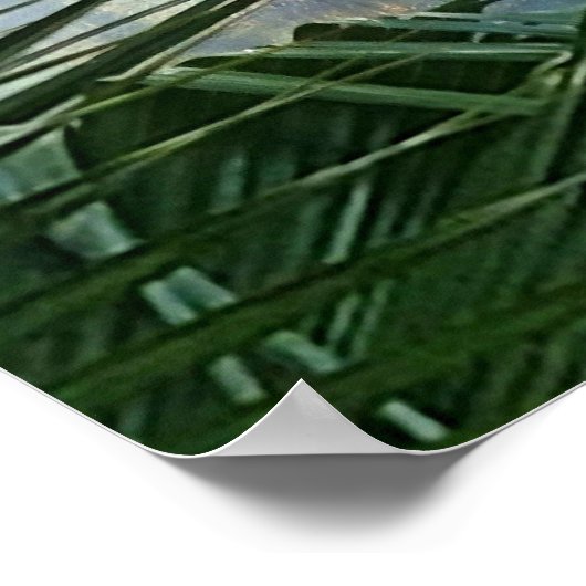 Mossy Tree im Nebel Poster (Ecke)