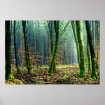 Mossy Trees in Forest