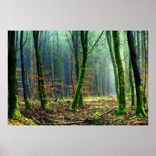 Mossy Trees in Forest Poster (Vorne)