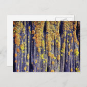 Mossy Wood Textur Postcard Postkarte (Vorne/Hinten)
