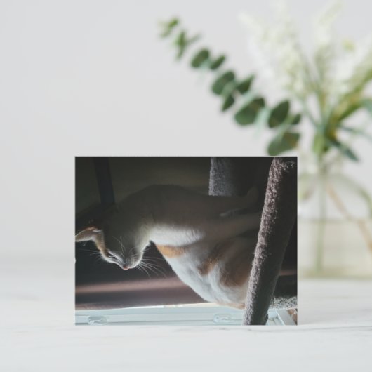 Most Dramatic Cat on Cat Tree Ever Postkarte (Stehend Vorderseite)
