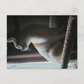Most Dramatic Cat on Cat Tree Ever Postkarte (Vorderseite)
