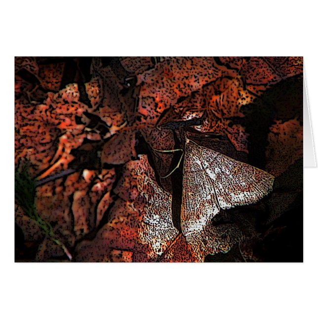 Moth (Vorderseite (Horizontal))