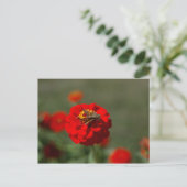 Moth and Red Zinnia postcard Postkarte (Stehend Vorderseite)