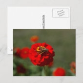 Moth and Red Zinnia postcard Postkarte (Vorne/Hinten)