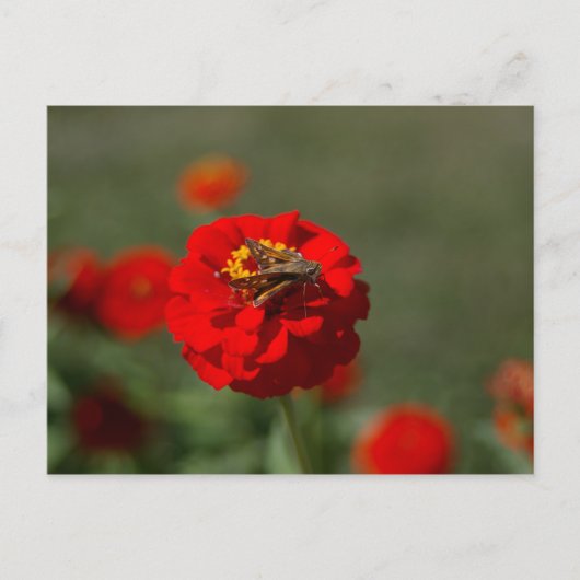 Moth and Red Zinnia postcard Postkarte (Vorderseite)