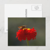 Moth and Red Zinnia Postkarte (Vorne/Hinten)