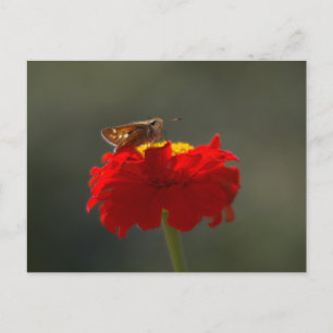 Moth and Red Zinnia Postkarte