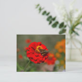 Moth and Red Zinnia Postkarte (Stehend Vorderseite)