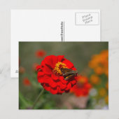 Moth and Red Zinnia Postkarte (Vorne/Hinten)