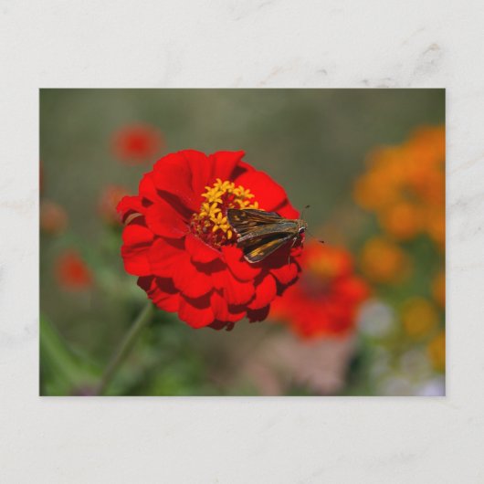 Moth and Red Zinnia Postkarte (Vorderseite)