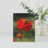 Moth and Red Zinnia Postkarte (Stehend Vorderseite)