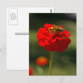 Moth and Red Zinnia Postkarte (Vorne/Hinten)