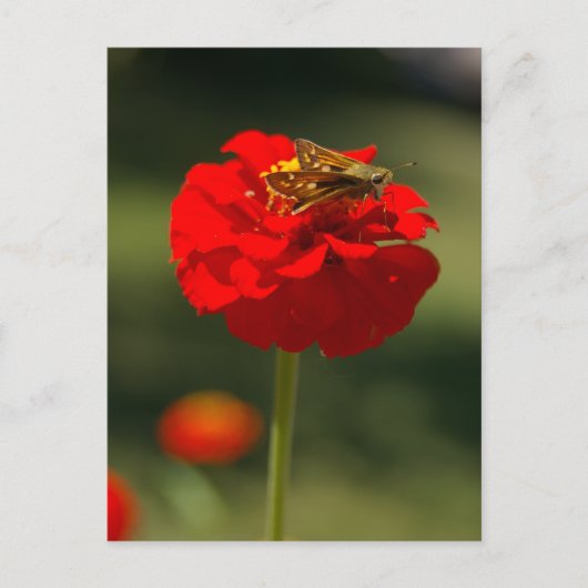 Moth and Red Zinnia Postkarte (Vorderseite)
