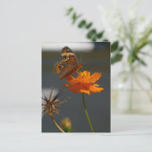Moth Coreopsis Postkarte (Stehend Vorderseite)