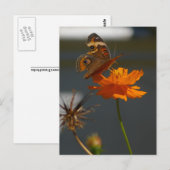 Moth Coreopsis Postkarte (Vorne/Hinten)