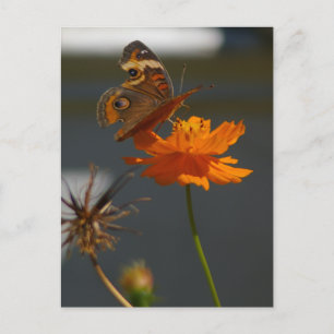 Moth Coreopsis Postkarte